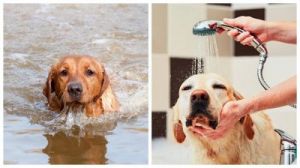 狗狗洗澡照片 狗狗洗澡需要注意什么