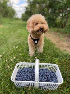 狗能不能吃蓝莓 狗狗每天能吃几粒蓝莓