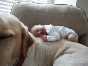 狗狗在家有孩子注意什么 狗狗第一次生孩子需要注意什么
