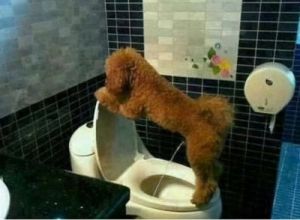 如何引导狗狗在固定地点上厕所 幼犬1-3个月怎么喂养