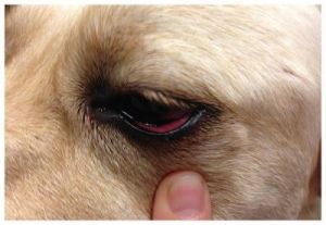 狗狗眼睛发红是什么原因 狗眼睛发红图片