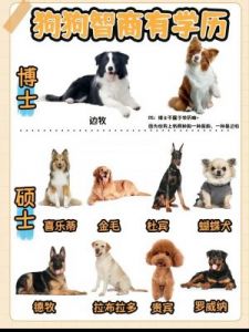 中国聪明的狗狗排名1到50 狗狗智商排名1到100