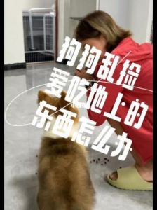 怎样让狗狗不乱吃东西 改掉狗狗乱吃东西