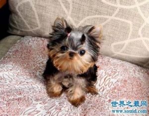 狗狗最多活多久 中国养的最多的狗狗