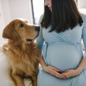 狗狗怀孕怎么照顾 狗狗怀孕时间对照表