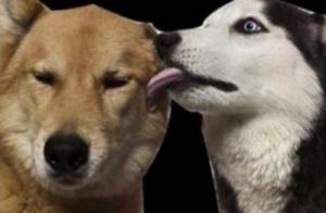 狗为什么要舔狗嘴 狗为什么咬另一只狗嘴