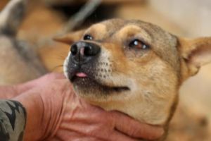 狗狗恨主人的十种表现 怎样和狗狗培养感情