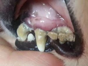 狗为什么会吃狗牙根 狗牙根草籽图片