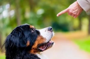 狗狗讨厌主人的表现 怎样和狗狗建立感情