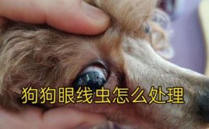 狗狗眼睛里有线虫怎么办 狗狗眼病对照表