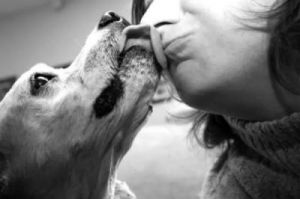 狗为什么和狗接吻呢 为什么接吻没感觉呢
