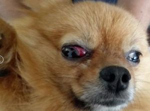 狗狗红眼睛是怎么回事 犬瘟初期眼睛的图片
