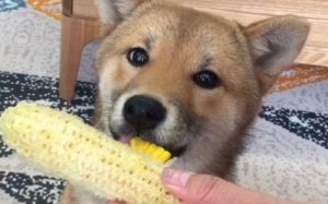 狗为什么叫玉米狗呢 狗吃玉米为什么不消化
