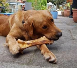狗为什么怕狗的骨头 为什么全身骨头怕痒