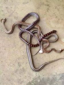  你知道这些农村常见毒蛇的图片吗？