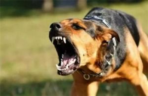 狗见狗为什么要吠 狗一直长吠是为什么