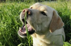 狗为什么要吃狗草呢 狗老是吃草是为什么