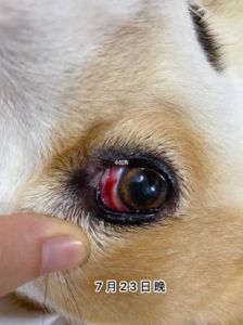 狗狗眼睛发炎怎么办 狗狗眼睛发炎的图片