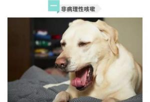 狗狗咳嗽厉害怎么办 早晚咳嗽厉害怎么办