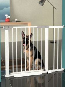 为什么狗不玩狗笼子呢 狗不喜欢在笼子里怎么办