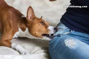 狗为什么会轻咬别的狗 狗为什么会咬别的狗