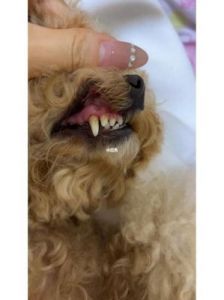 狗狗牙结石怎么去除 狗狗快三岁了牙结石牙齿松动