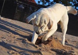 狗为什么会吃狗沙子 狗不小心吃了一点沙子