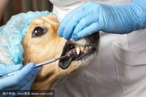 狗为什么不是牙医狗呢 狗牙医图片