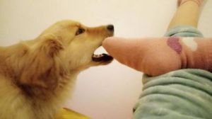 狗为什么容易咬狗爪子 小狗为什么老是咬爪子
