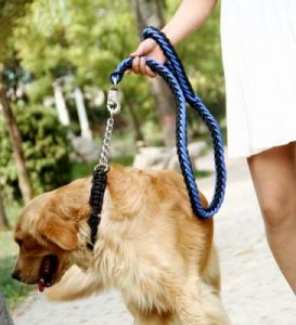 牵狗戴狗绳为什么 狗老是咬狗绳是为什么