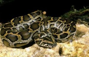  世界最大蛇有多长？印尼惊现8米长纪录级网纹蟒
