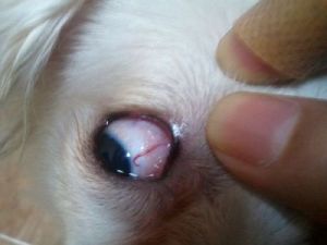 狗狗眼睛红怎么办 狗狗眼睛充血能自愈吗
