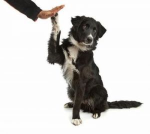 怎么训练狗狗握手视频 训练狗狗的29个基础动作