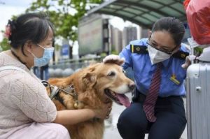 狗狗高铁怎么托运 狗狗怎么托运到外地