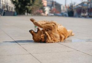 摸狗为什么狗会躺下 为什么一摸狗的后腰就躺下