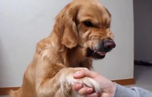有些狗为什么喜欢咬狗 狗为什么喜欢咬纸