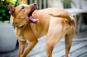为什么狗见狗会撕咬 狗和狗为什么会撕咬