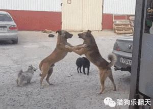 狗为什么看见狗就打架 小说陆昭昭和狗打架
