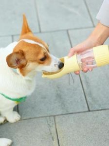 狗狗喝水多怎么回事 老年狗狗突然大量喝水
