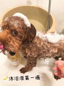 小狗狗怎么洗澡 狗狗第一次洗澡流程