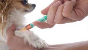 狗狗没打疫苗会怎么样 狗狗犬瘟初期症状
