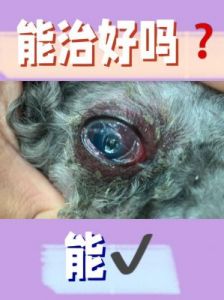 狗狗眼睛肿了怎么办 眼睛胬肉早期图片