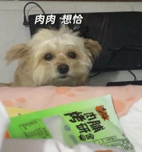 狗狗吃了辣椒会怎么样 狗狗十大禁忌水果