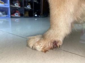 狗狗指甲断了怎么办 狗狗突然掉了一个指甲