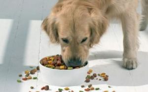 怎么训练狗狗不乱叫 狗狗禁止食物一览表