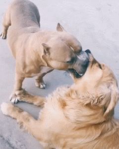 狗跟狗为什么见面打架 两只狗打架一见面就咬