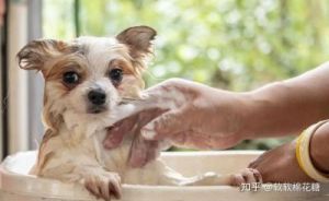 狗狗不能洗澡怎么办 狗狗洗澡吸水毛巾