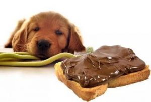 狗狗吃了糖怎么办 狗狗不能吃的20种食物