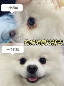 狗狗泪痕重怎么办 狗狗泪痕太重怎么办