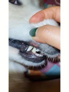 狗狗牙龈出血怎么回事 幼犬牙龈出血会自愈吗